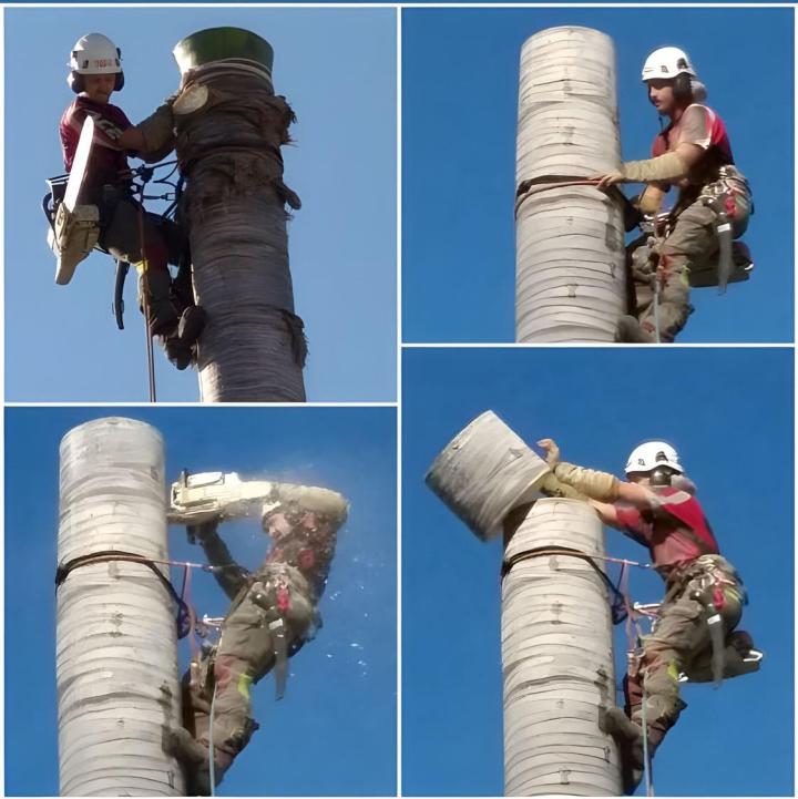 Travaux d'abattage La Réunion