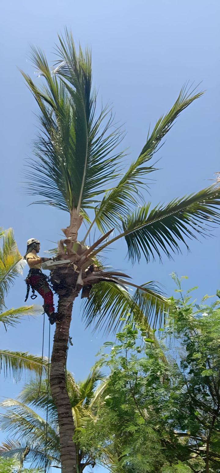 abattage La Réunion