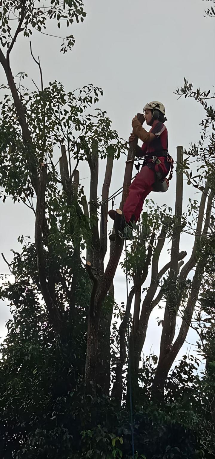 Travaux d'abattage La Réunion