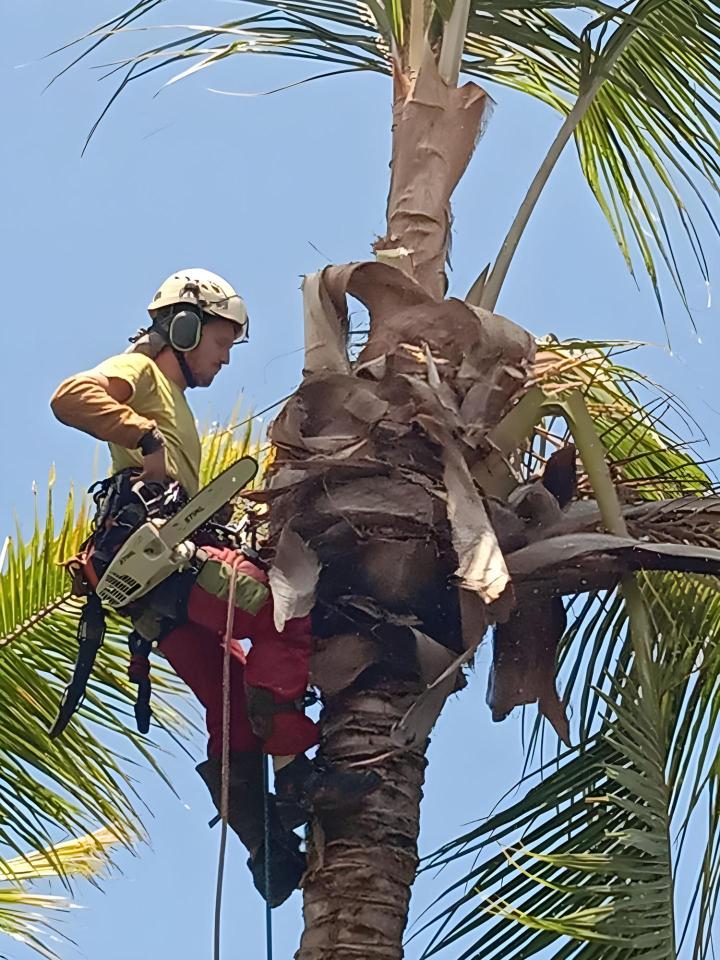 abattage d’arbres La Réunion