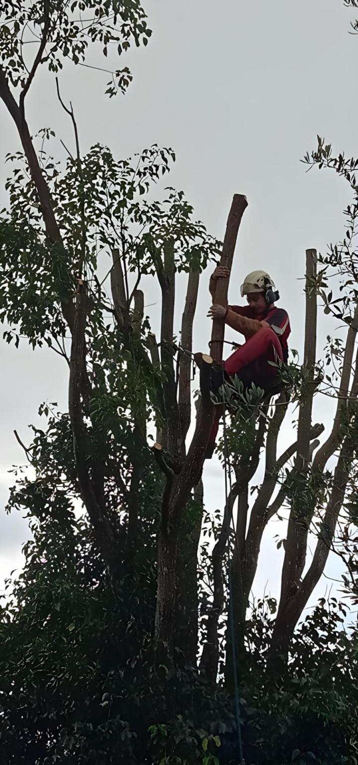 Travaux d'abattage La Réunion