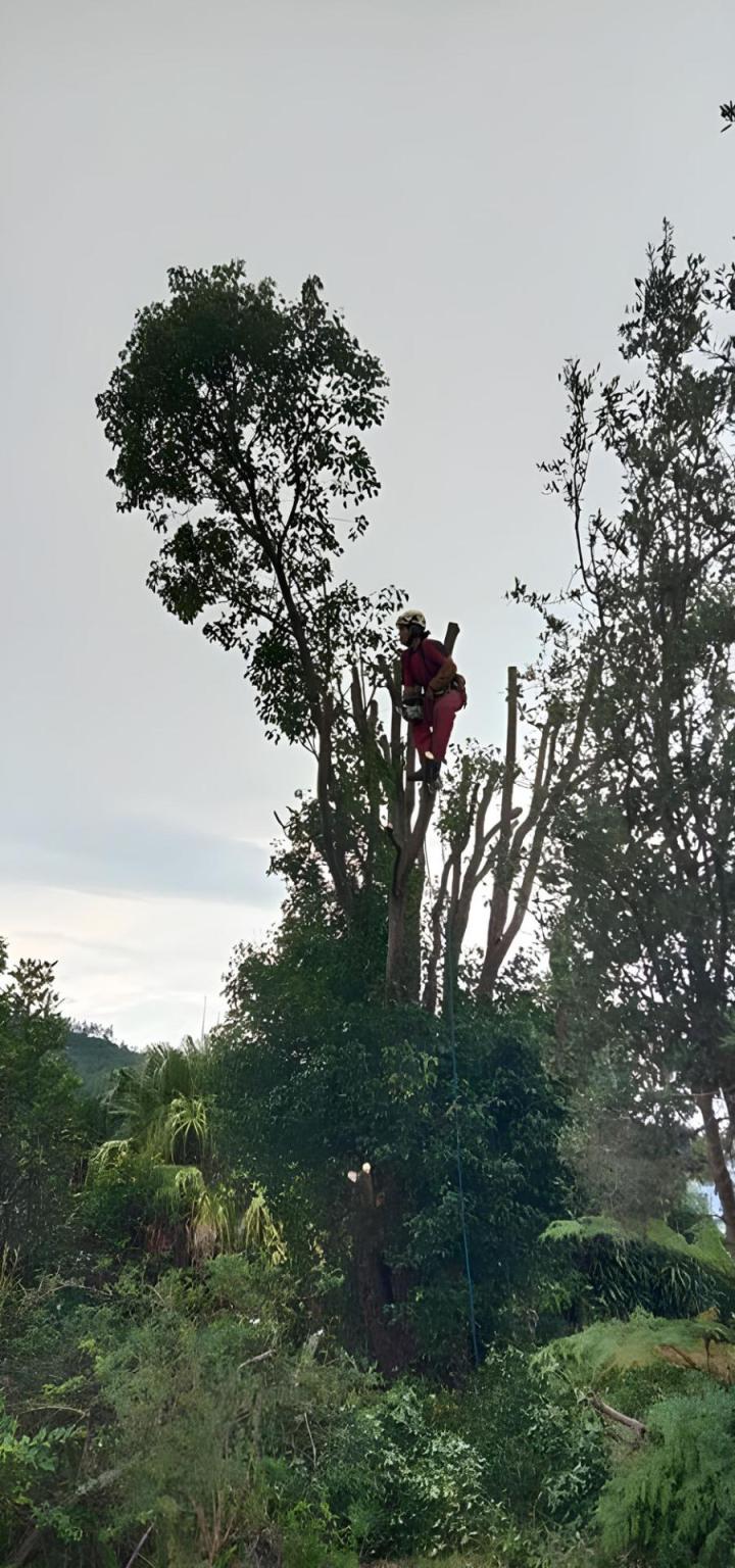 abattage La Réunion