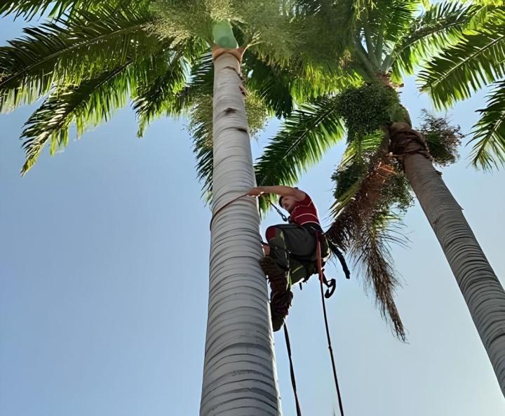 Travaux d'abattage La Réunion