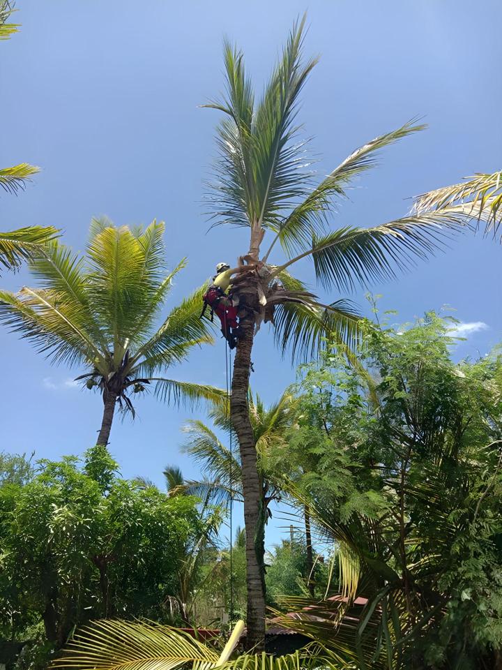 abattage La Réunion