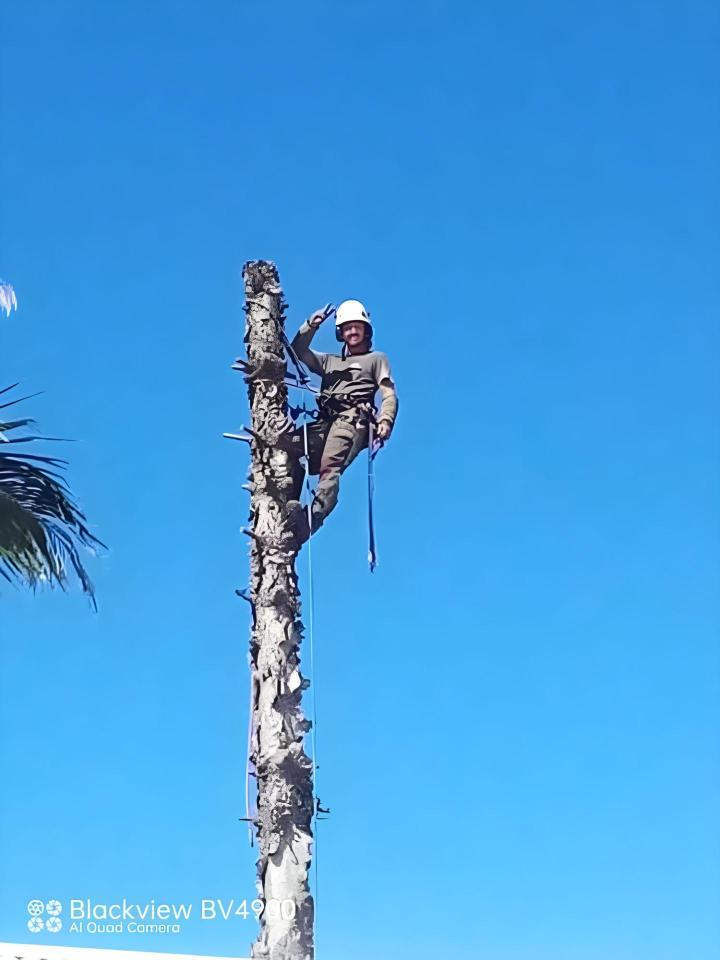 abattage d’arbres La Réunion